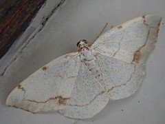 Lomographa simplicior