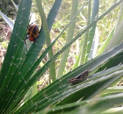 Alpaida quadrilorata