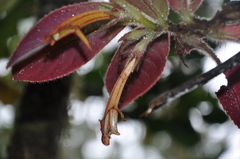 Columnea zebranella