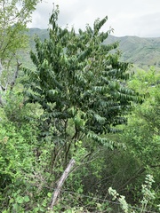 Cynophalla amplissima