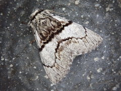 Phalerodonta manleyi