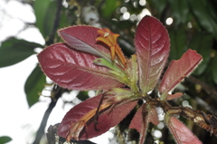 Columnea zebranella