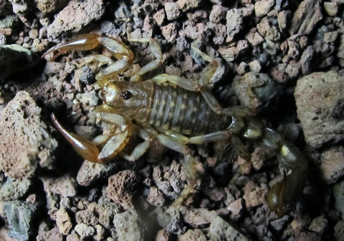 Genus Hadruroides · iNaturalist