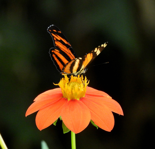 Longwing Crescent
