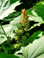 Oplopanax horridus