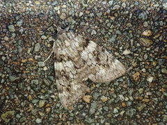Catocala duplicata