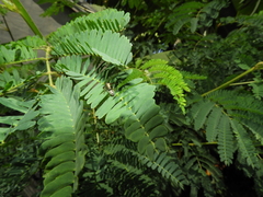 Polybia occidentalis