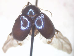 Colaspoides unicolor