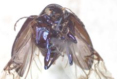 Colaspoides unicolor