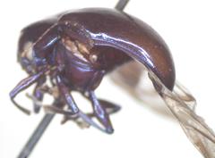 Colaspoides unicolor