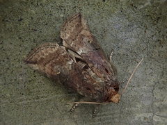 Epipsestis nikkoensis