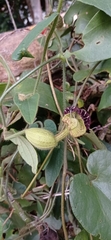 Aristolochiaceae
