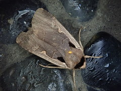 Dichagyris triangularis