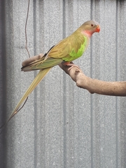 Polytelis alexandrae