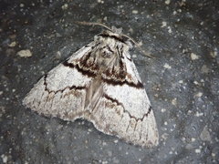 Phalerodonta manleyi