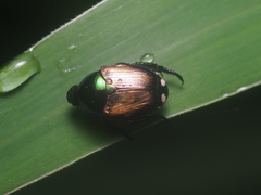 Popillia biguttata