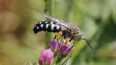 Zyzzyx chilensis
