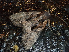 Mniotype melanodonta