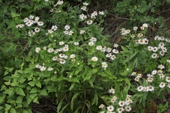 Erigeron arizonicus
