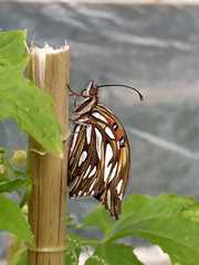 Dione vanillae