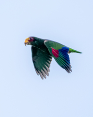 Amazona xantholora