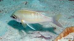 Scolopsis margaritifera