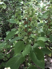 Ocimum campechianum