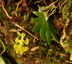 Erycina pumilio