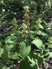 Ocimum campechianum