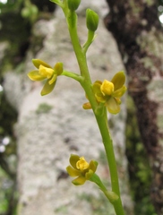 Prosthechea ochracea