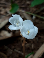 Didymoplexis pallens