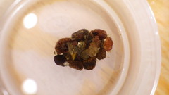 Glossosoma nigrior