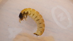 Glossosoma nigrior