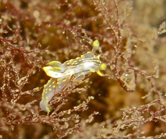 Polycera quadrilineata