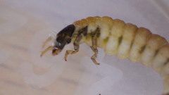 Glossosoma nigrior