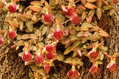 Epidendrum peperomia