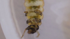 Glossosoma nigrior