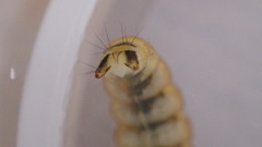 Glossosoma nigrior