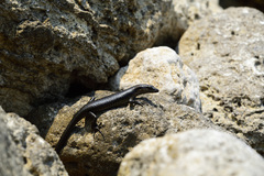Emoia atrocostata