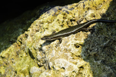 Emoia atrocostata