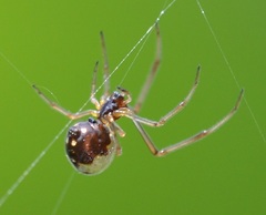 Argyrodes argentatus