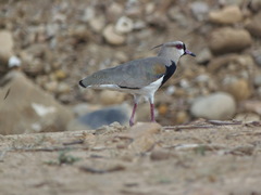 Vanellus chilensis