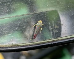 Graphocephala coccinea