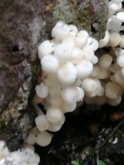 Coprinellus disseminatus