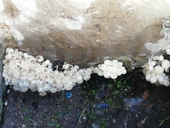 Coprinellus disseminatus