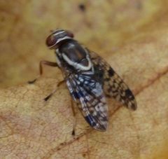 Scholastes bimaculatus