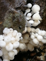 Coprinellus disseminatus