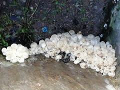 Coprinellus disseminatus