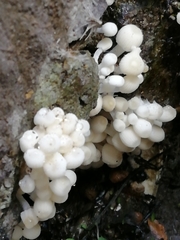 Coprinellus disseminatus
