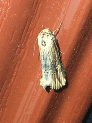Crambodes talidiformis